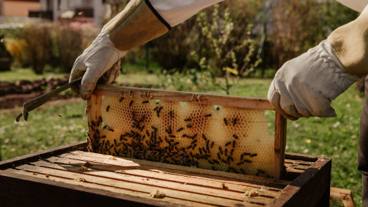 Beehive and sleeve of honey being removed from the hive