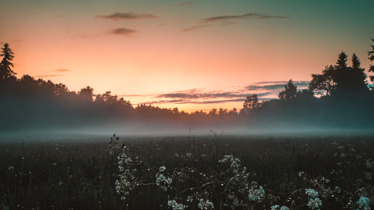 cotton field at dawn